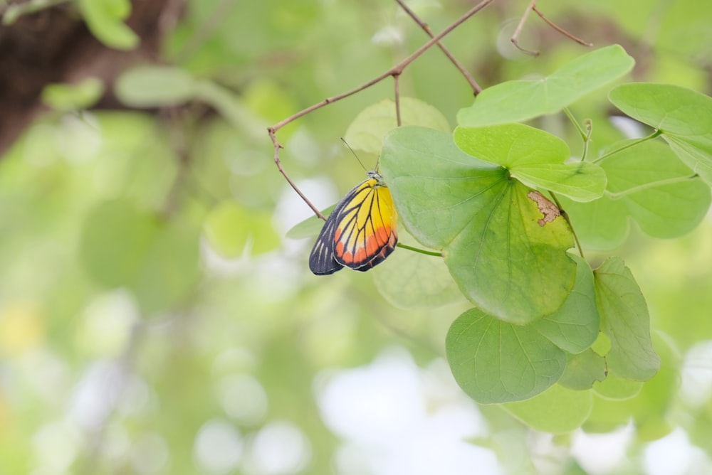 a butterfly sitting on top of a green leaf