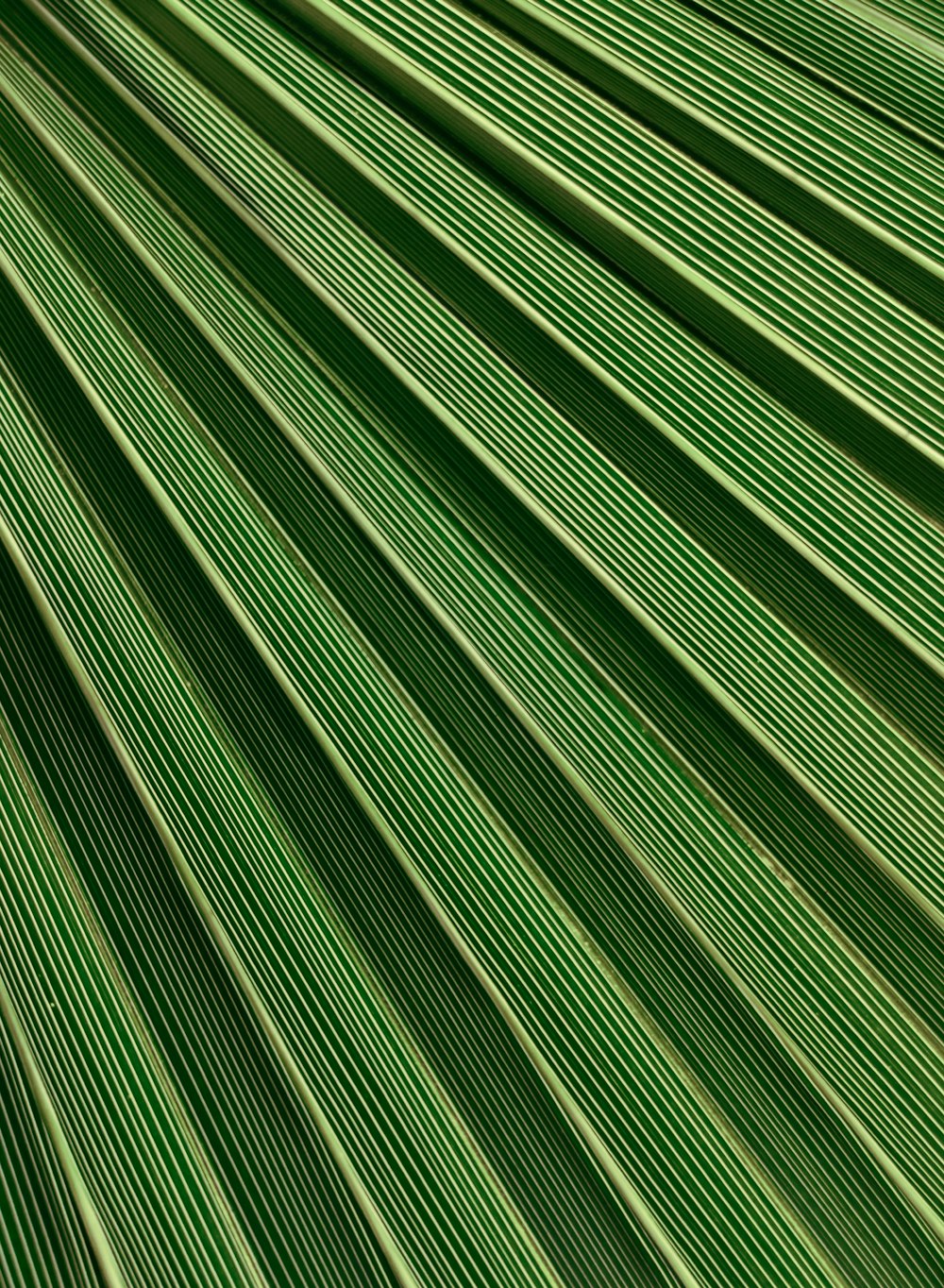 a close up view of a green leaf