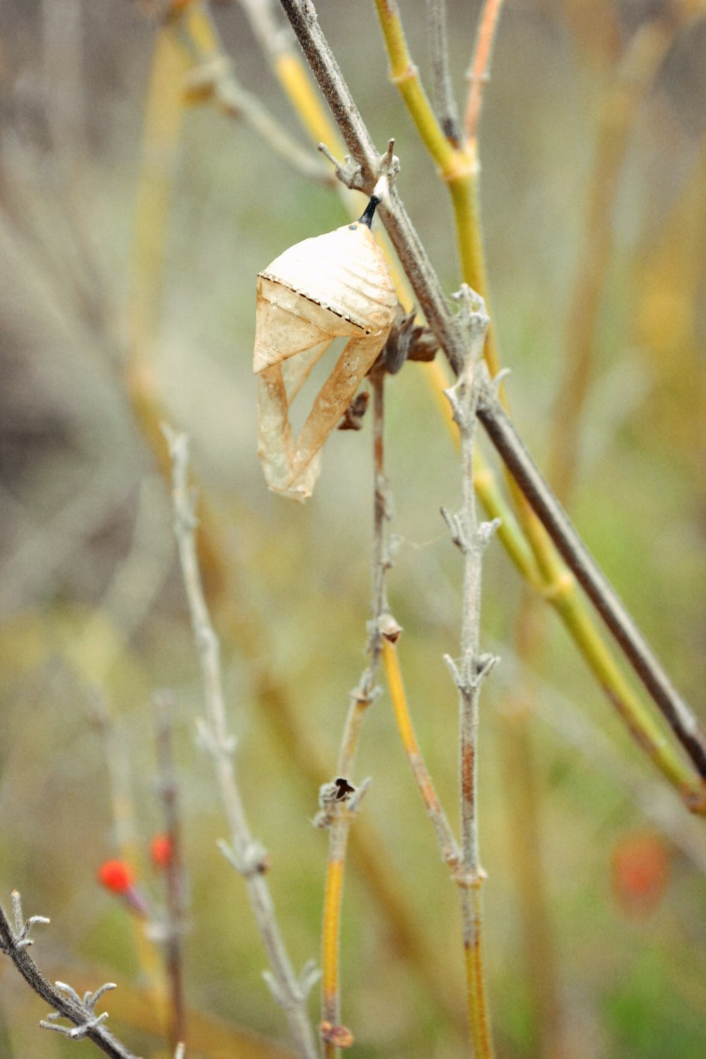 a close up of a leaf on a tree