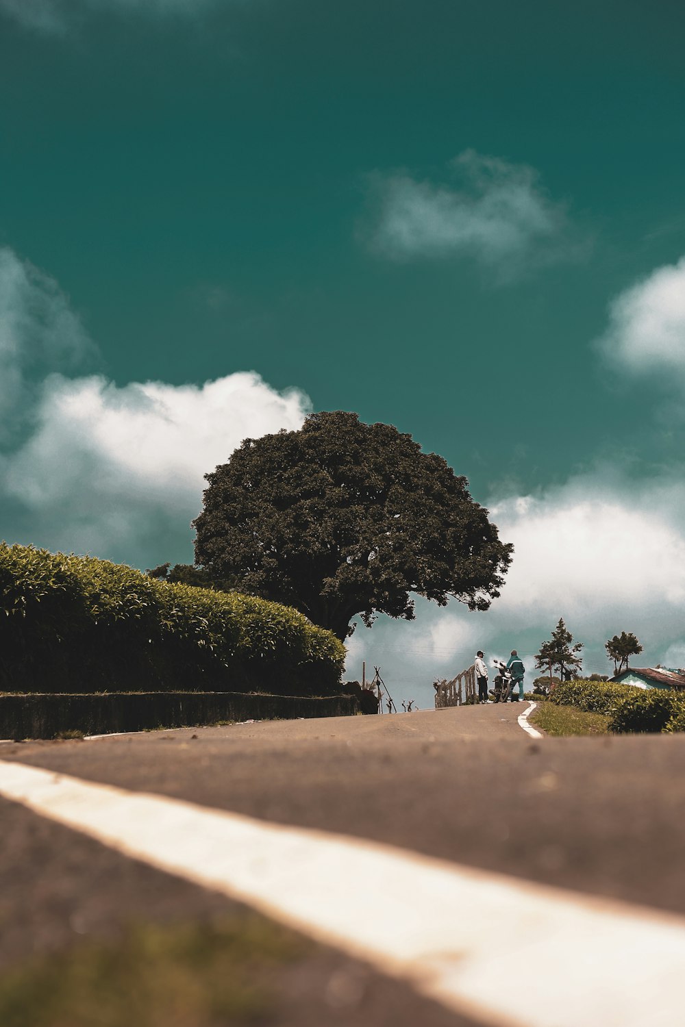 a road with a tree on the side of it