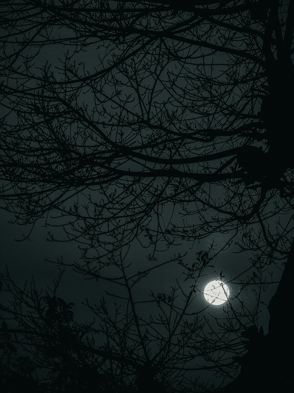 a full moon seen through the branches of a tree