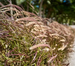 Tall, wild grasses sway gently in the breeze along a sunlit pathway, with blurred greenery and palm trees visible in the background.