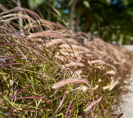 Tall, wild grasses sway gently in the breeze along a sunlit pathway, with blurred greenery and palm trees visible in the background.