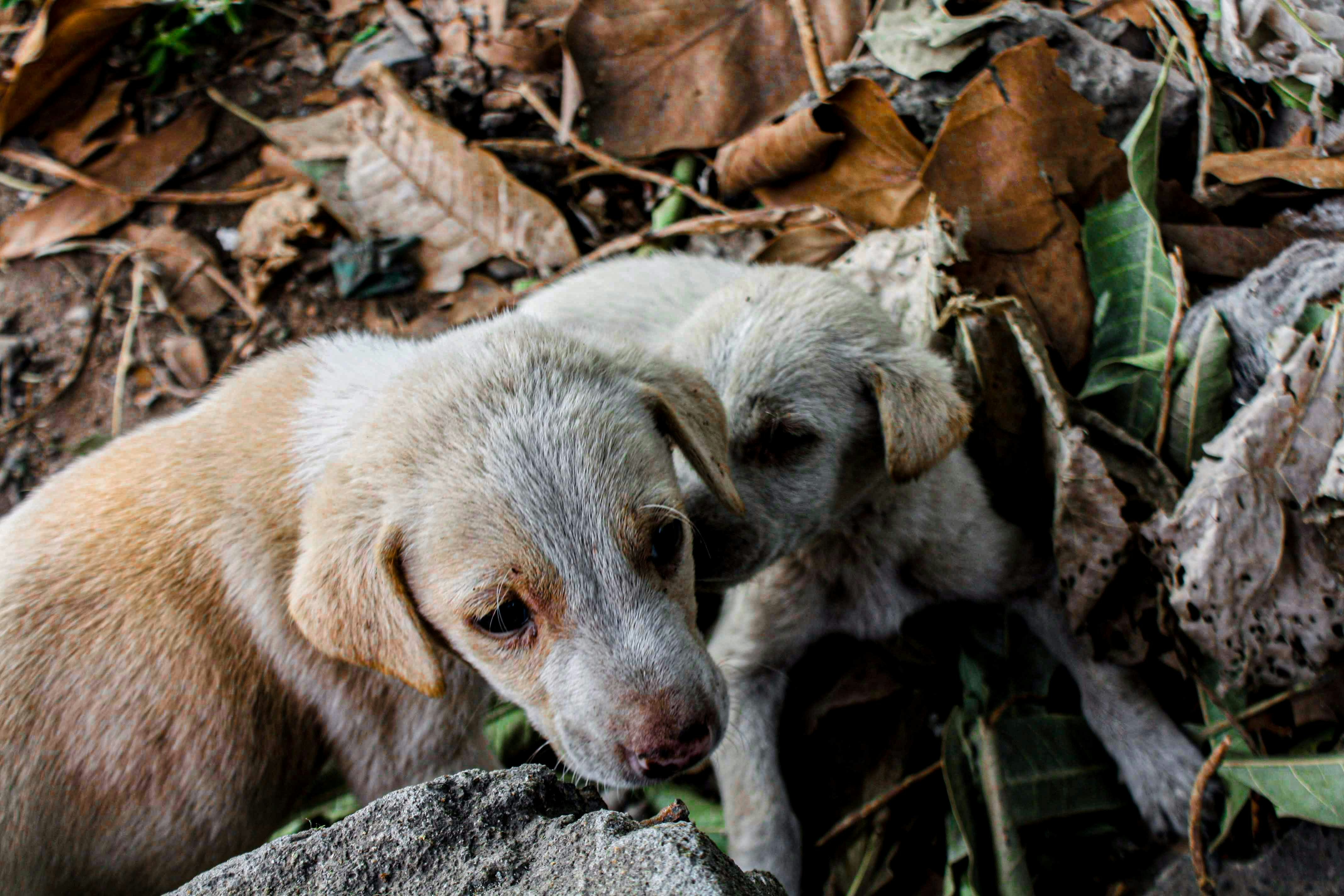 A couple of dogs laying on top of a pile of leaves photo – Free Animal ...