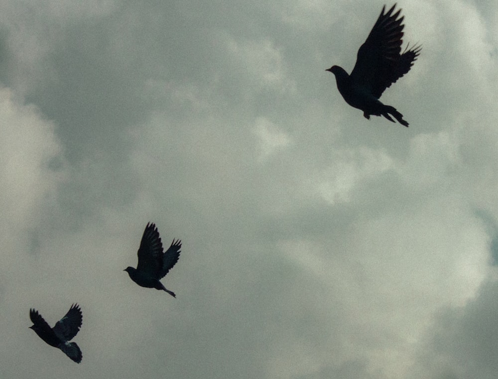 a group of birds flying through a cloudy sky