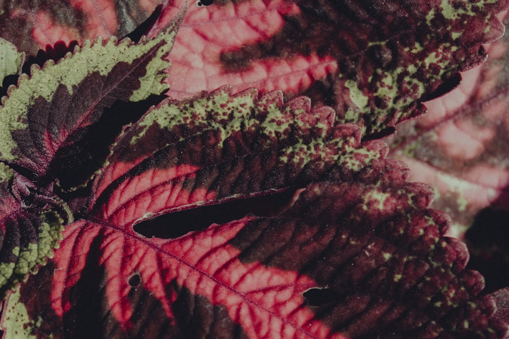 a close up of a plant with red and green leaves