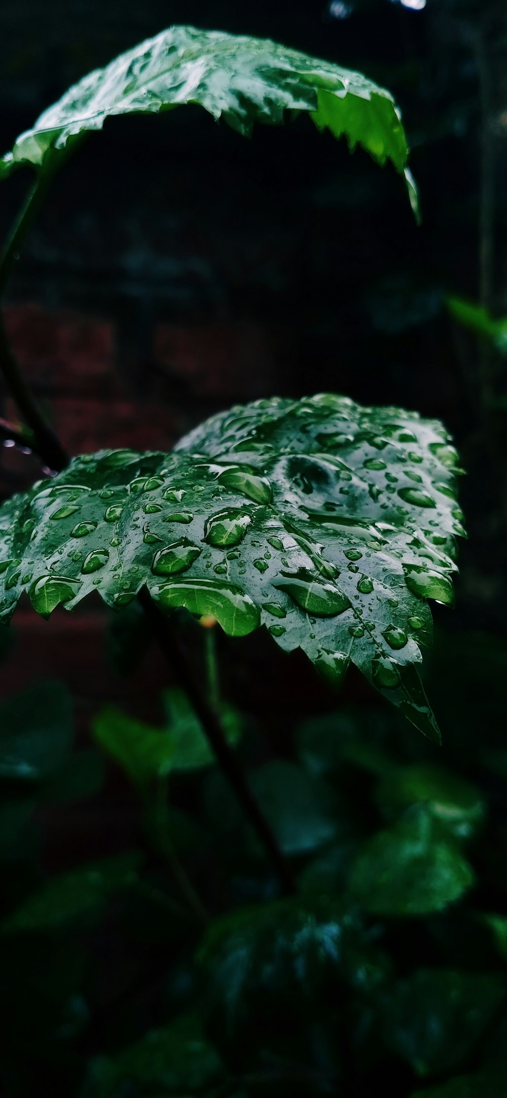uma folha verde com gotículas de água sobre ela