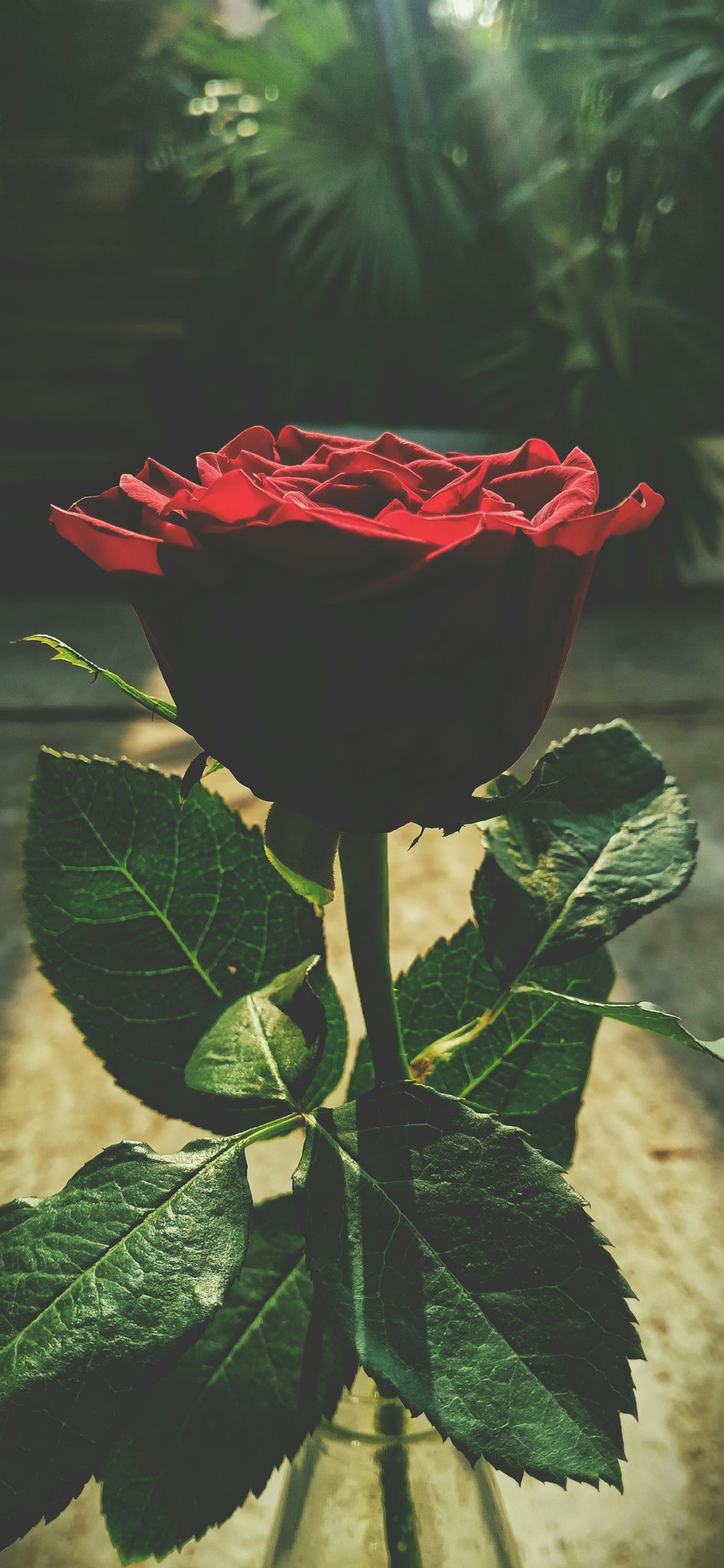 a single red rose sitting in a vase