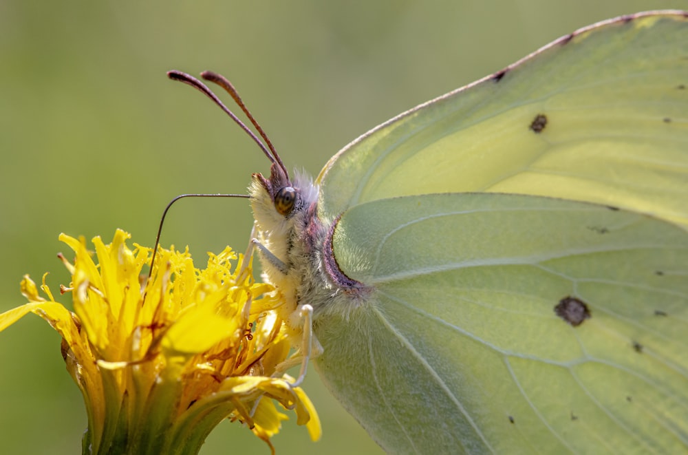 Gros plan d’un papillon sur une fleur