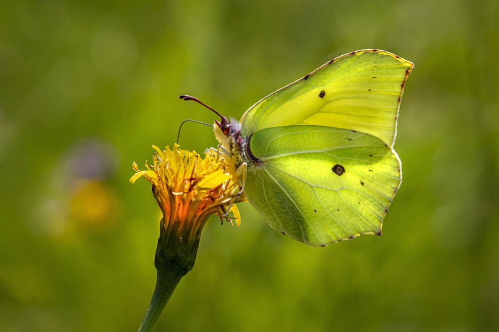 a yellow butterfly sitting on top of a yellow flower