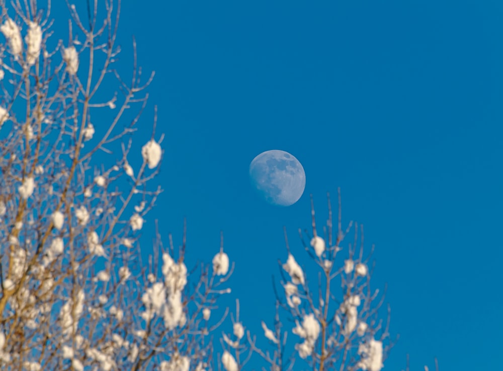 Une pleine lune vue à travers les branches d’un arbre