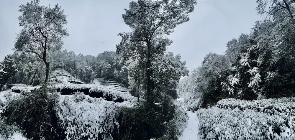 a snow covered field with trees and bushes