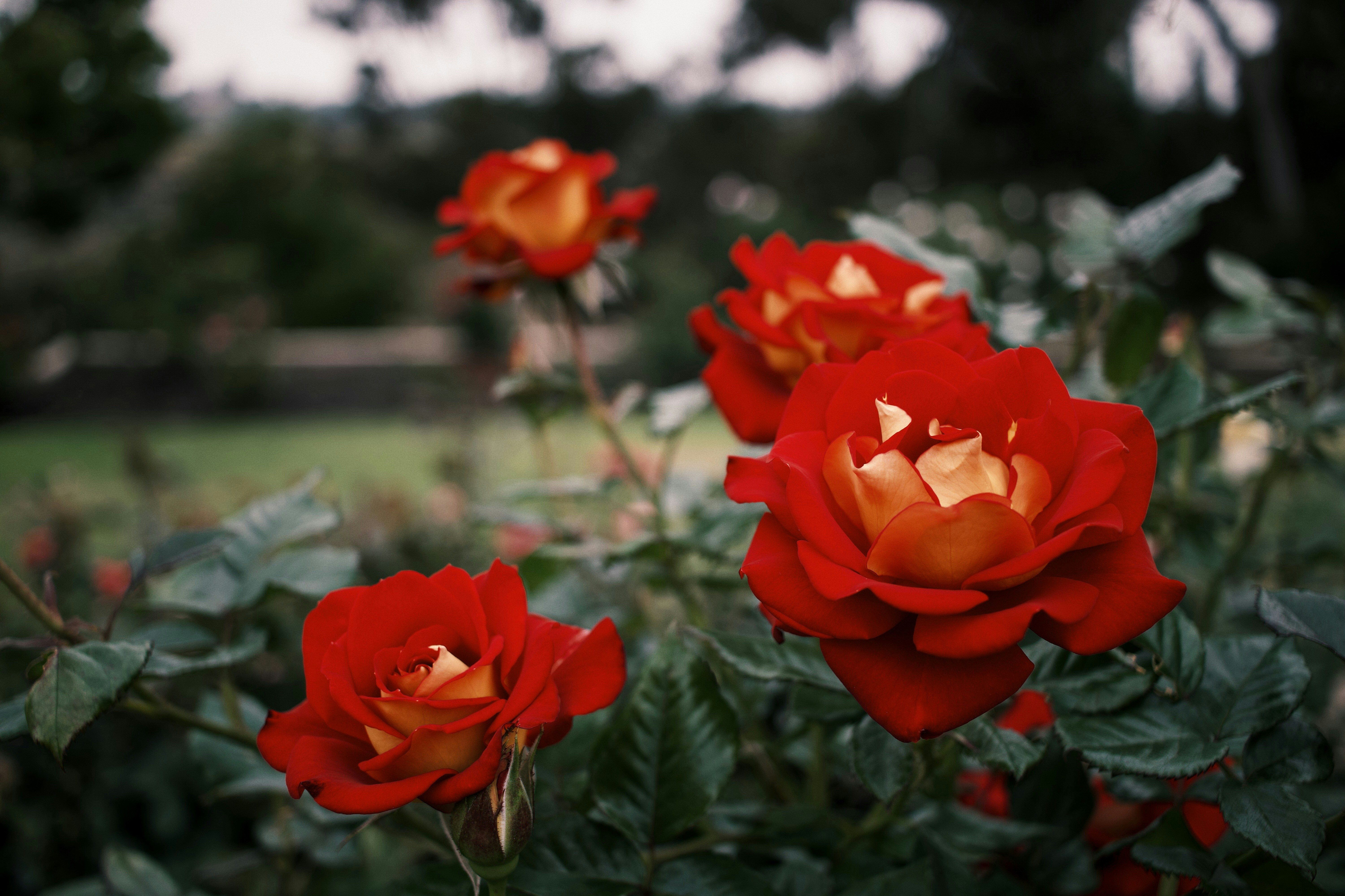 Photo by chriswillguan