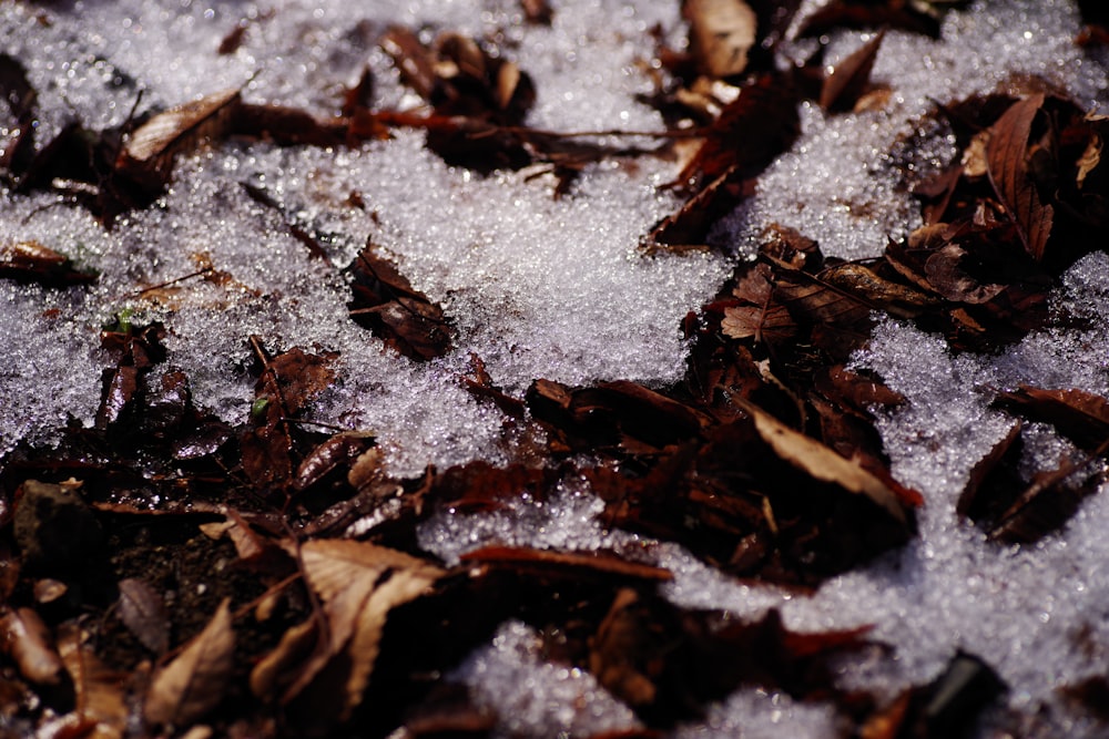 a close up of a bunch of leaves and snow