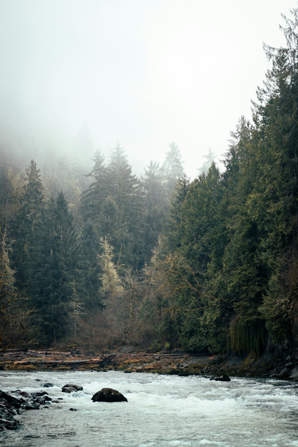 a river running through a forest filled with lots of trees