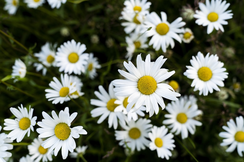 a bunch of white flowers with yellow centers