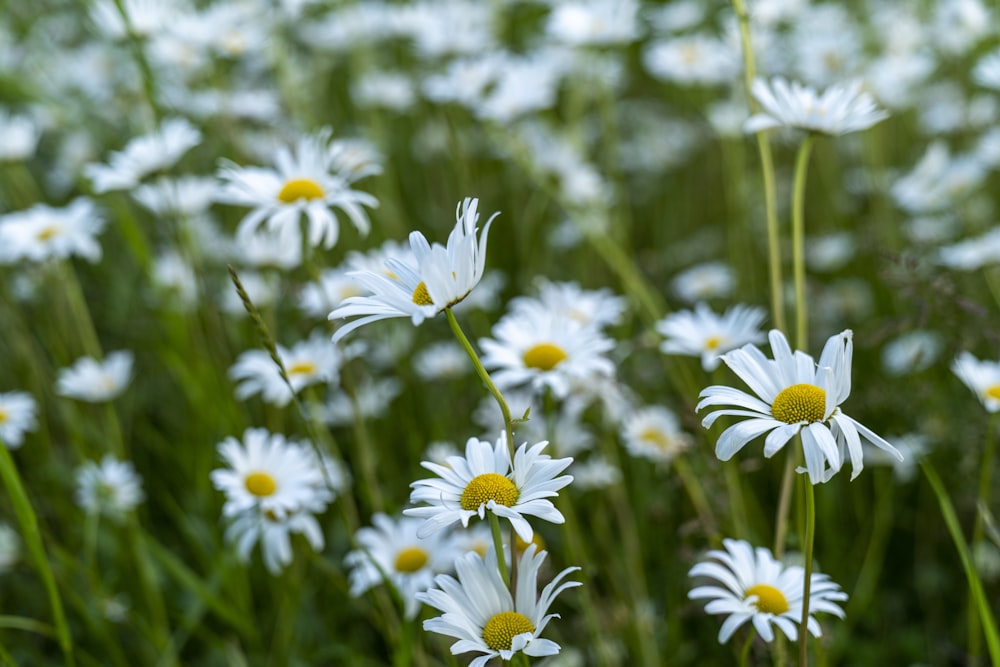 a field of white daisies with yellow centers