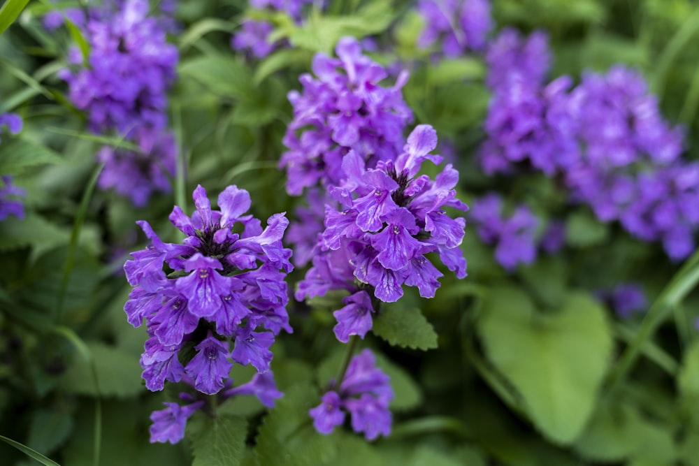 a bunch of purple flowers with green leaves