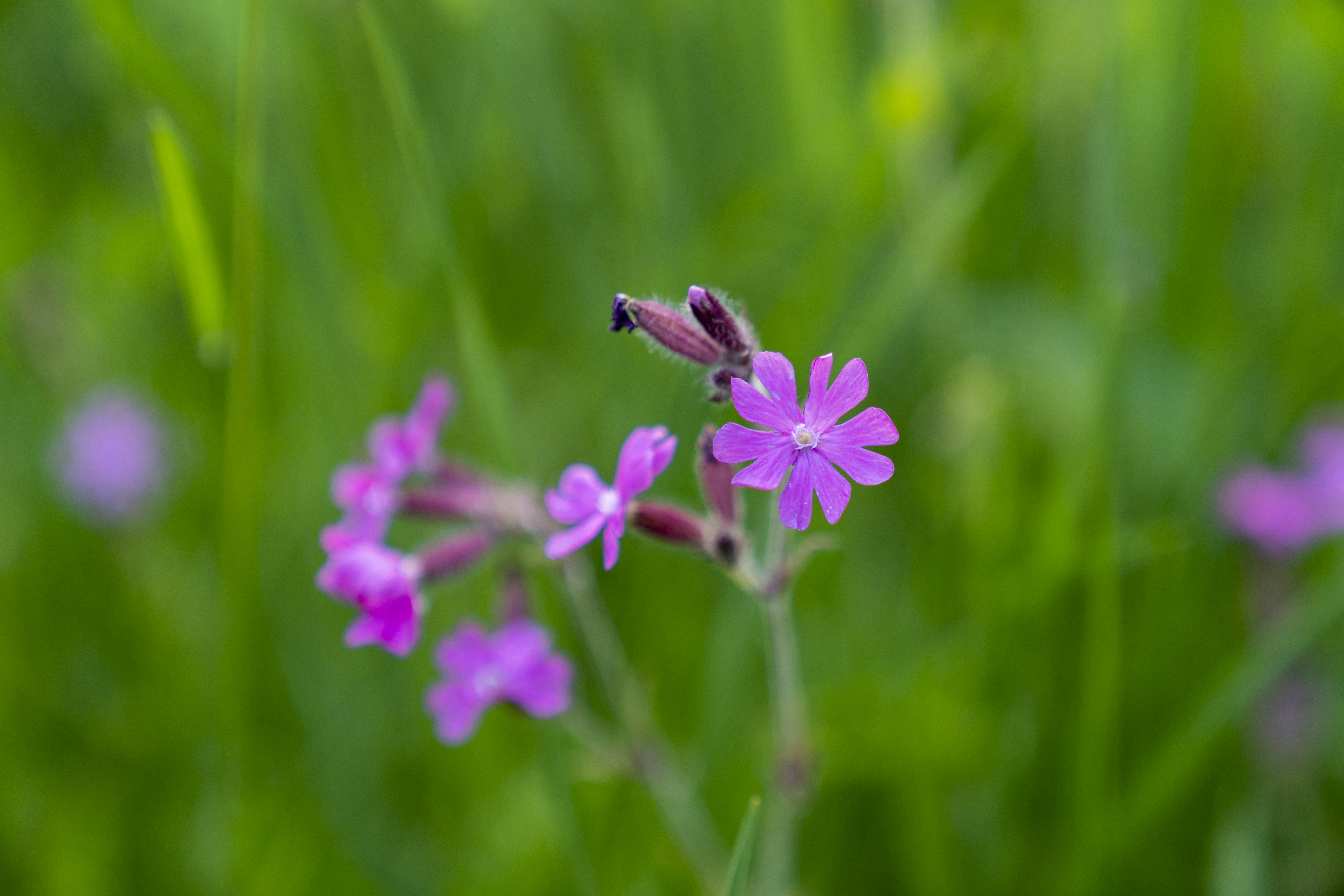 Hoe vier partijen elkaar vinden in een zompig veld