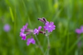 a close up of a purple flower in a field