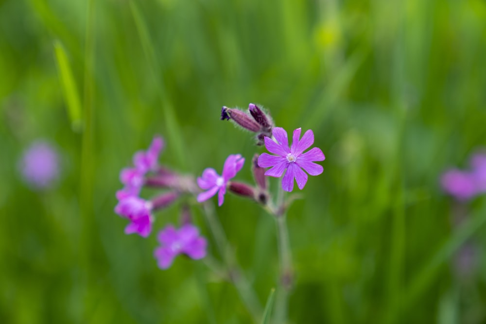 a close up of a purple flower in a field