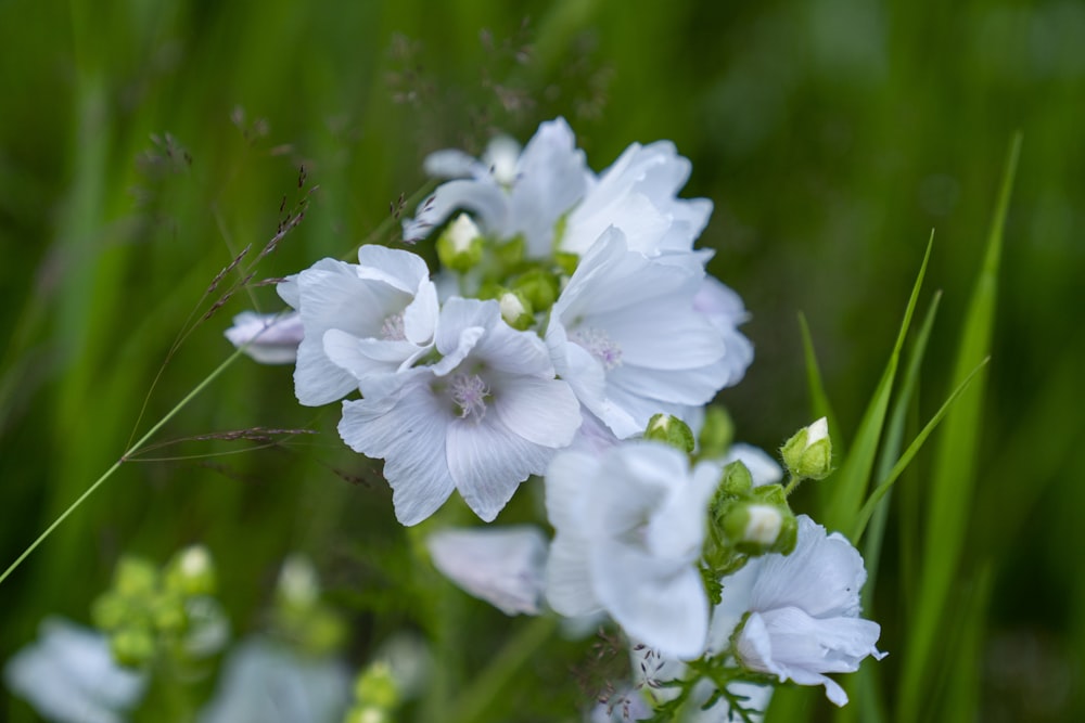 a close up of some white flowers in the grass