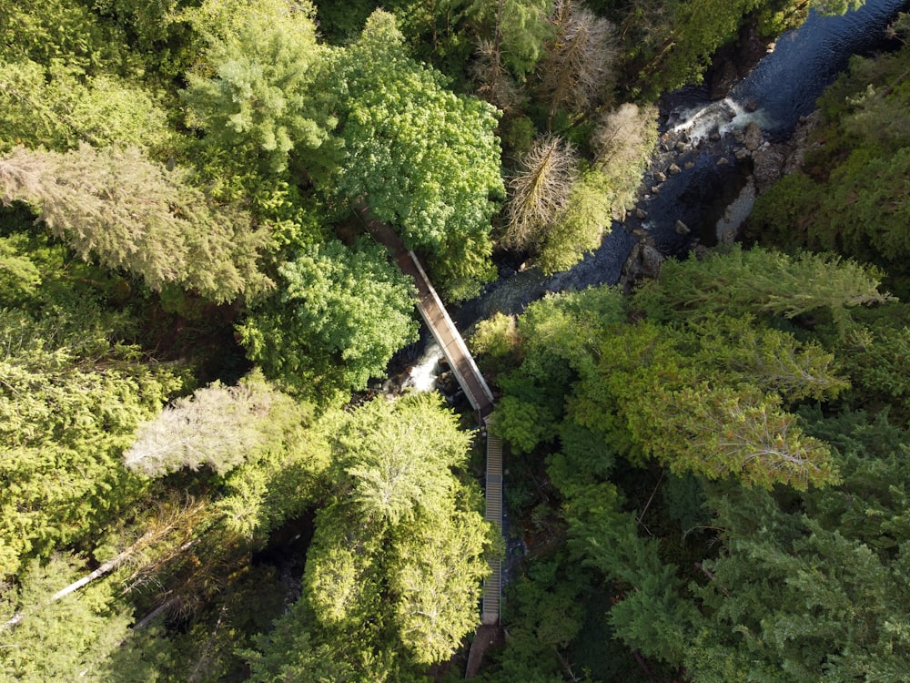 a train traveling through a lush green forest