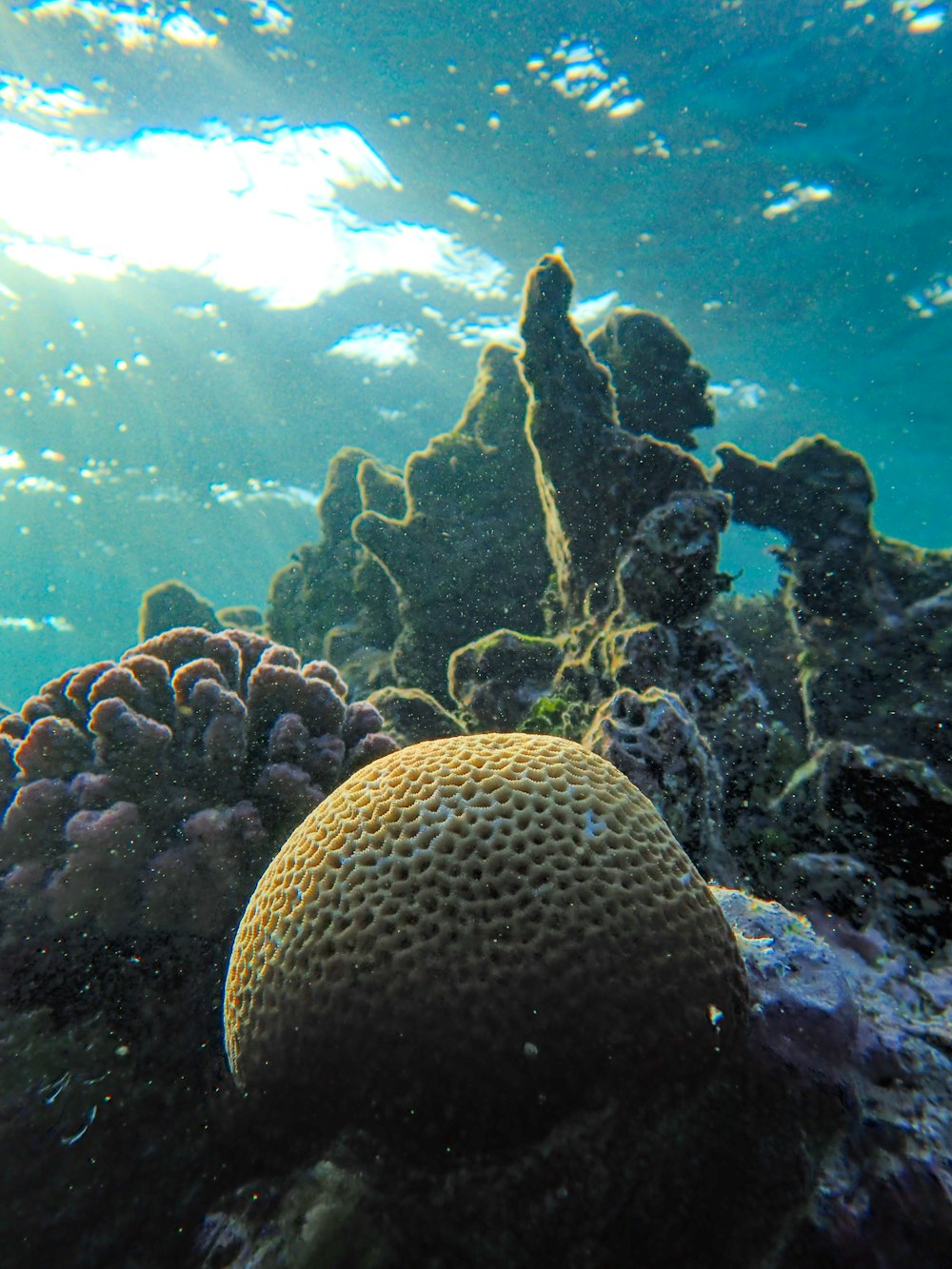 an underwater view of a coral reef with sun shining through the water