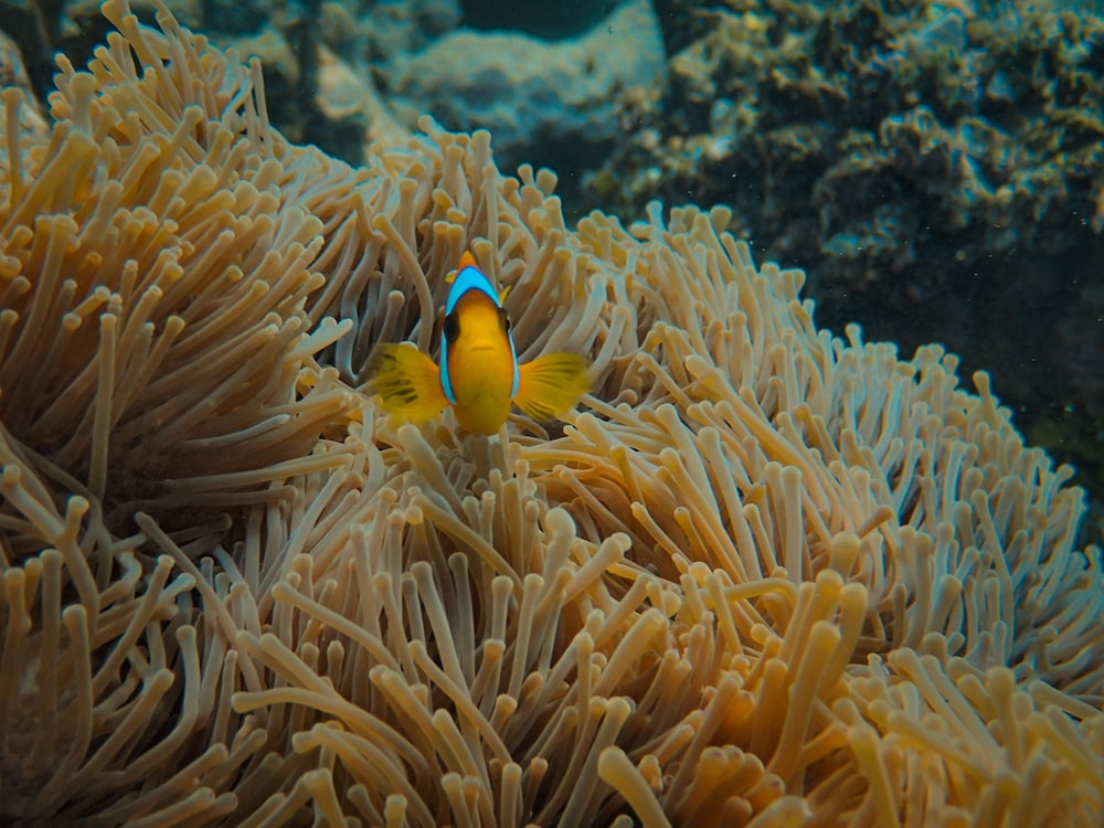a yellow and blue clownfish hiding in an anemone