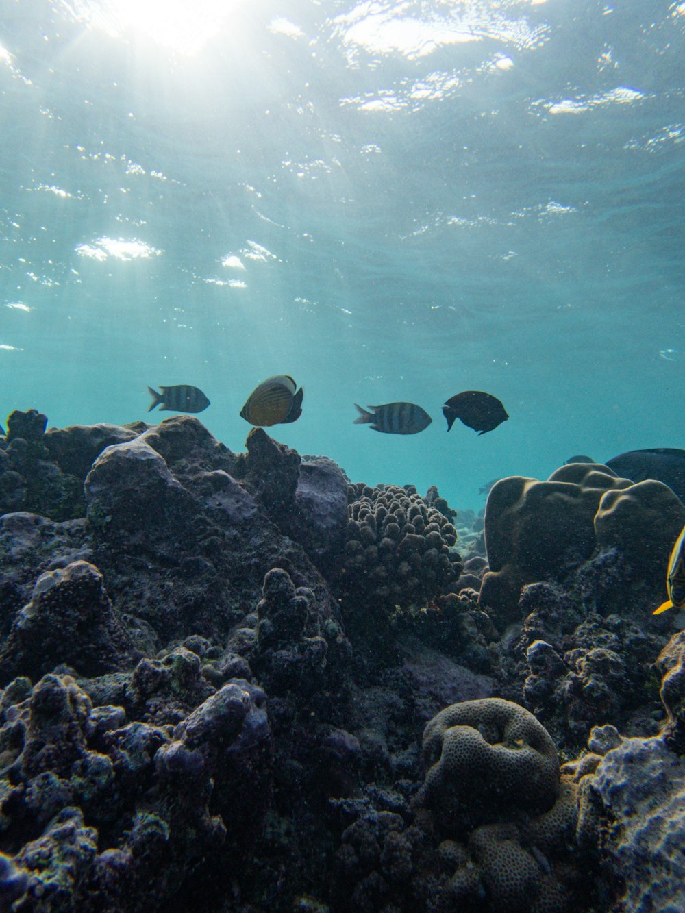 a group of fish swimming over a coral reef
