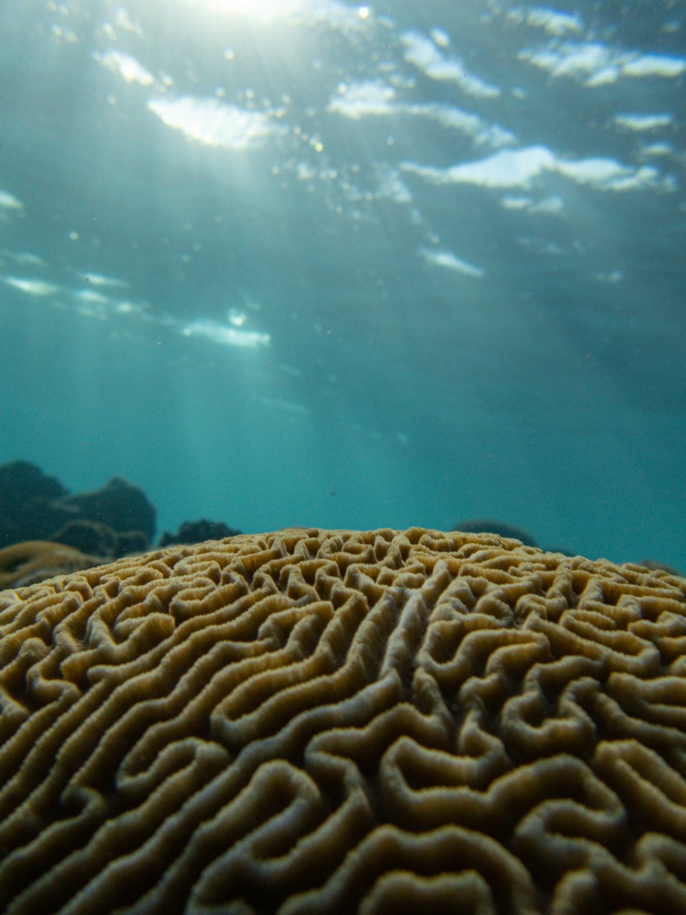 a close up of a coral under water