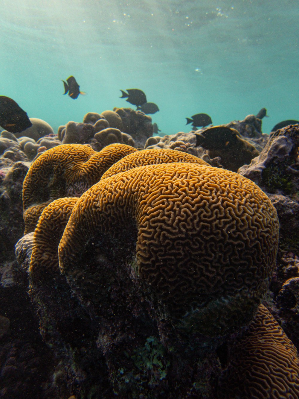 a group of fish swimming over a coral reef