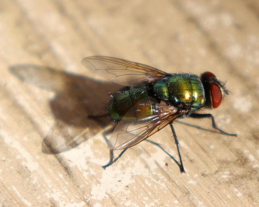 a close up of a fly on a wooden surface