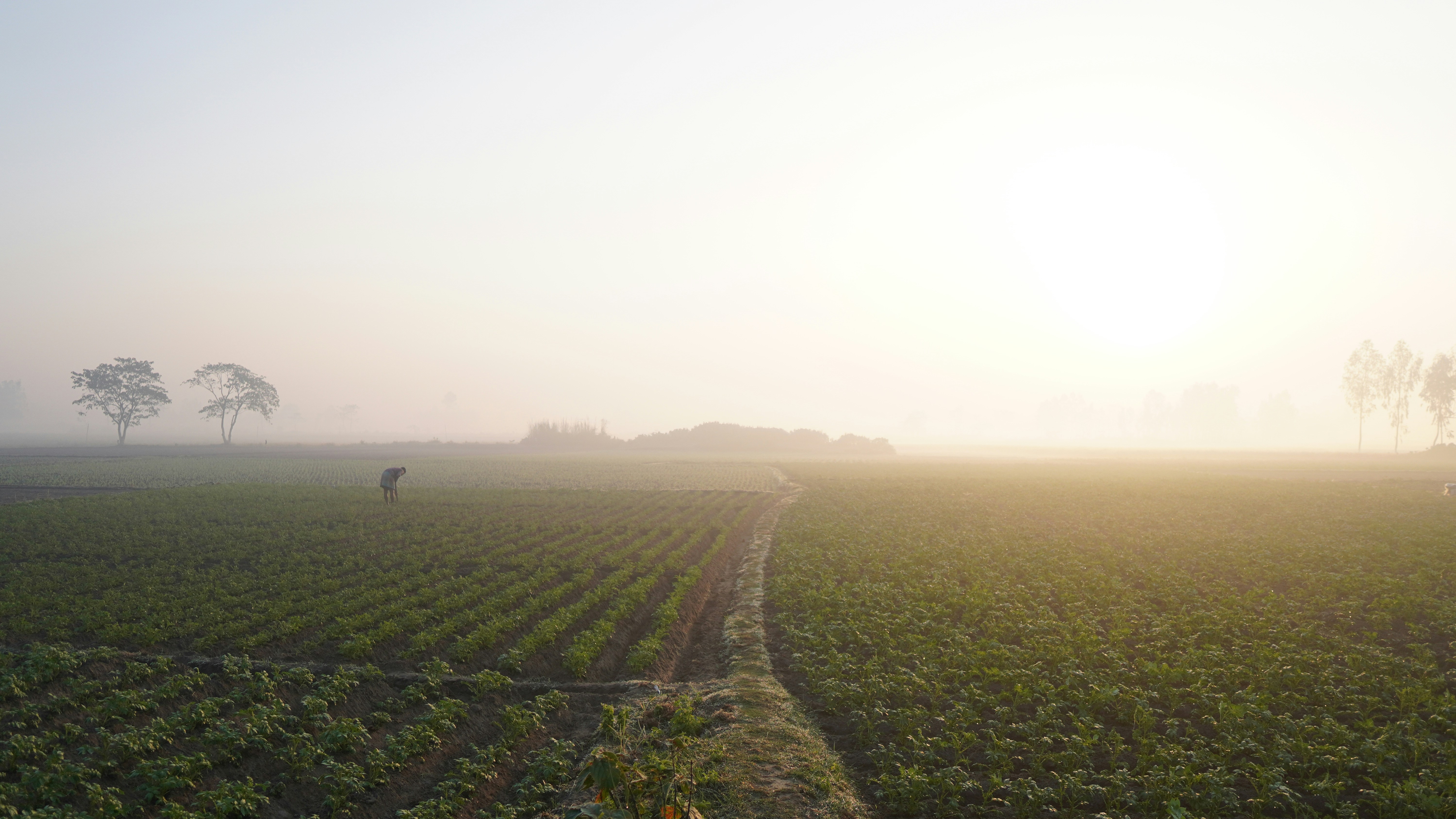 Farmer standing in green field at sunrise, long shadows and warm golden light on organic farmland