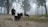 A group of three dogs is sniffing around on a dirt path covered in scattered leaves. The scene is set in a foggy forest, with tall trees and a patterned canopy in the background. The atmosphere is calm and quiet, enhancing the sense of serenity.