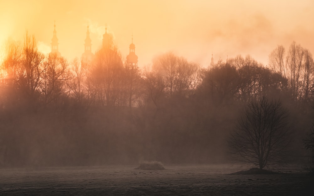 a foggy field with trees in the background