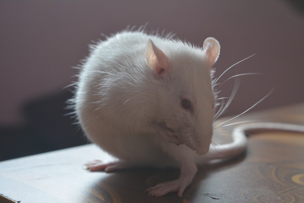 a white rat sitting on top of a wooden table