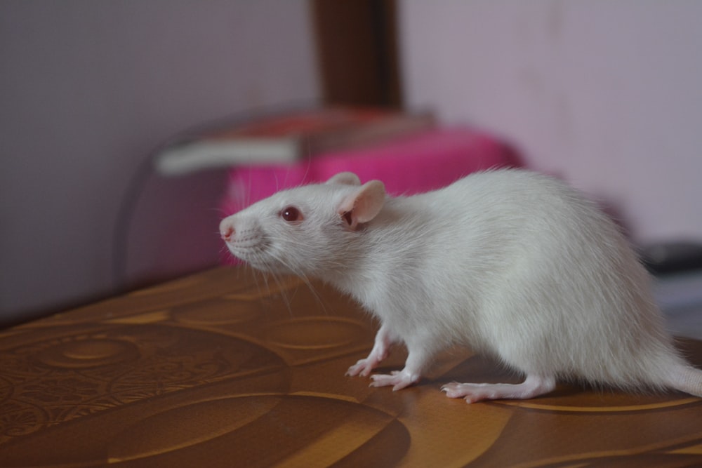 a white rat sitting on top of a wooden table