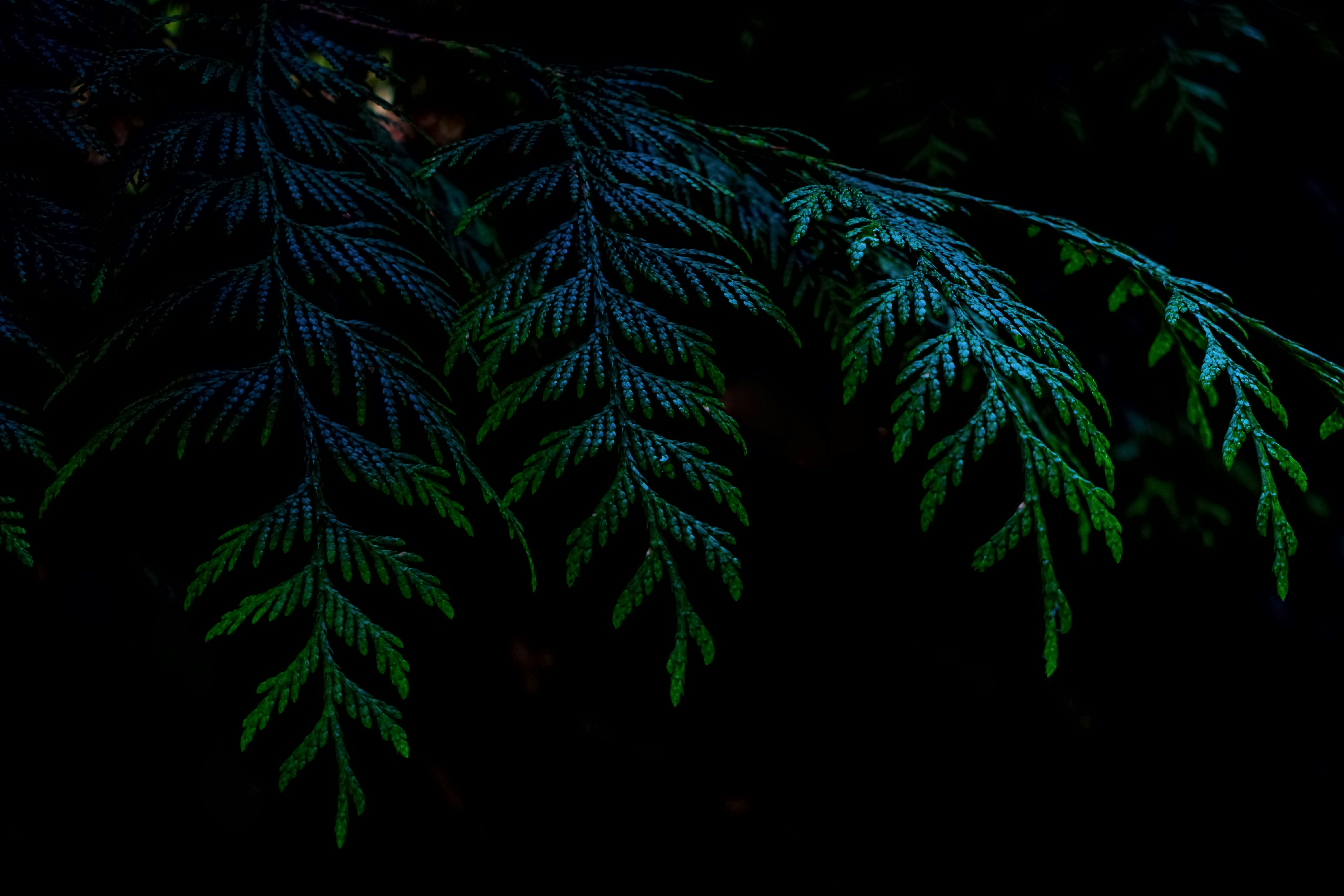 Close up of tree with green leaves