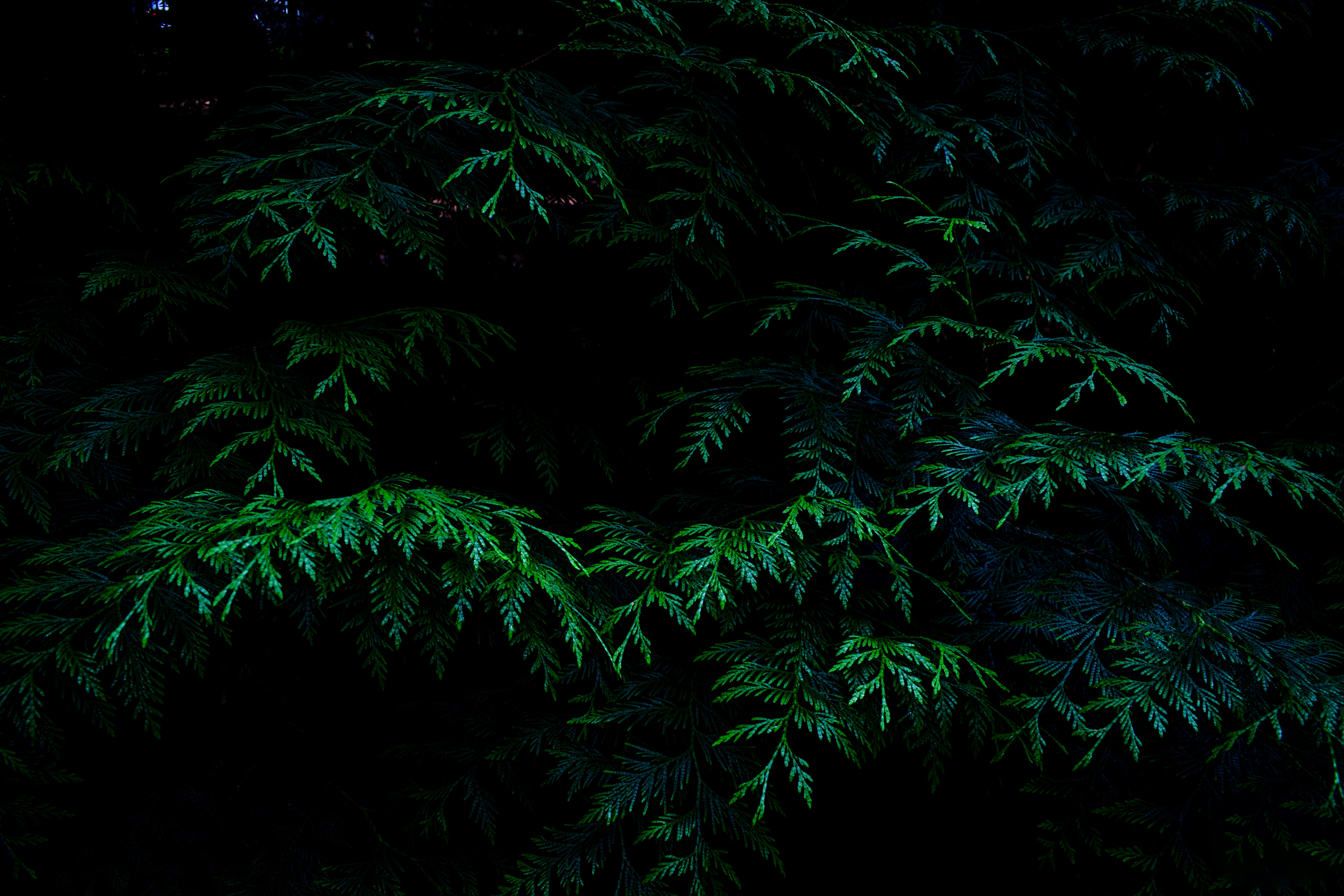 Photo by veronasenpai