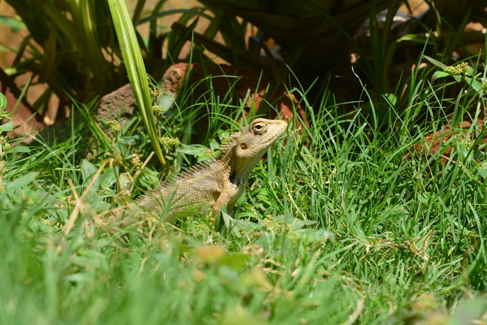 a small lizard is sitting in the grass