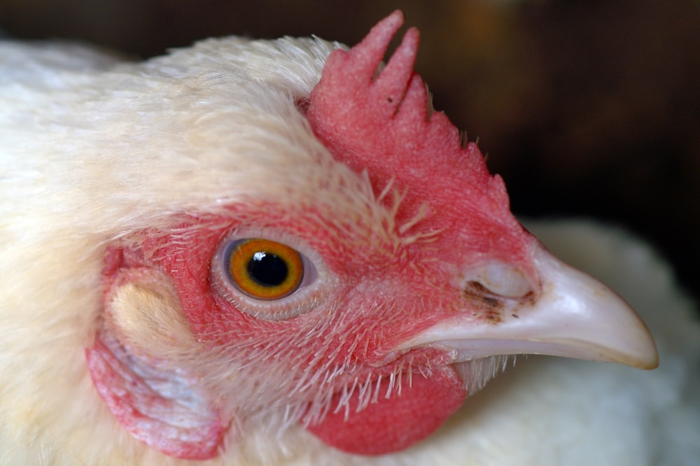 a close up of a white chicken with a red comb