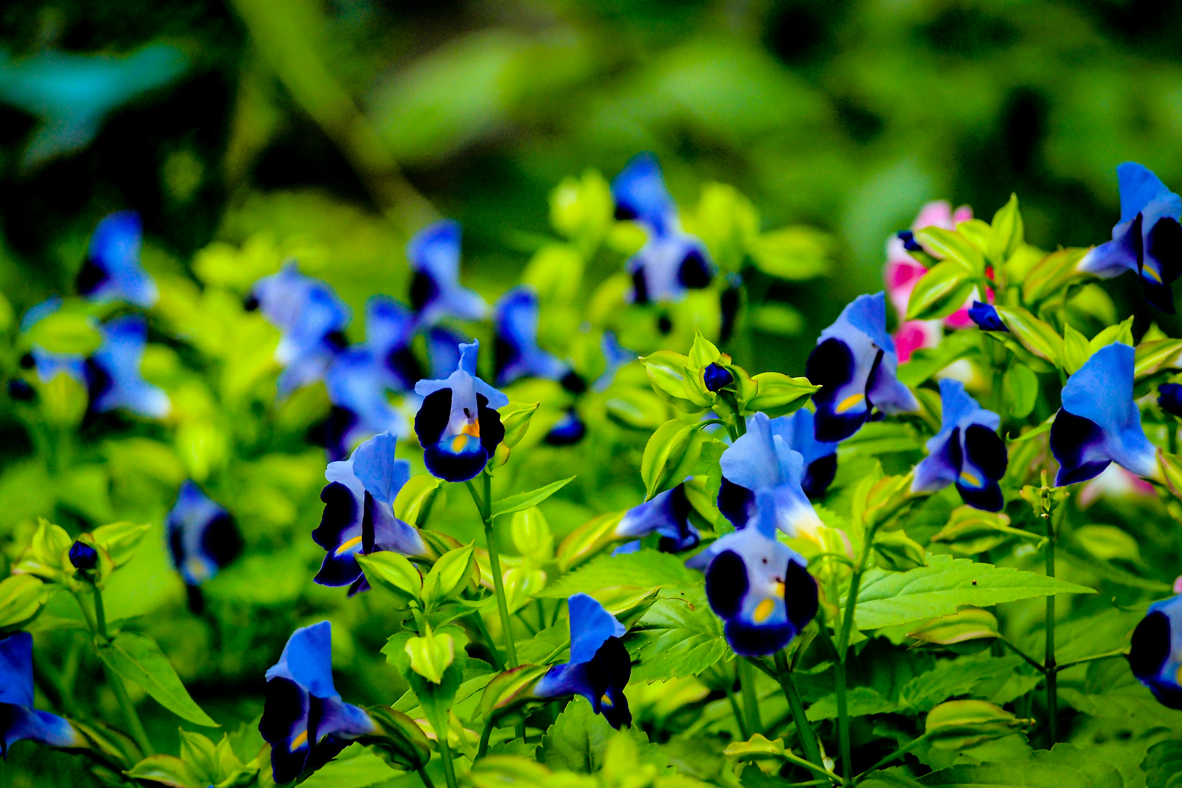 Photo by galihsputro