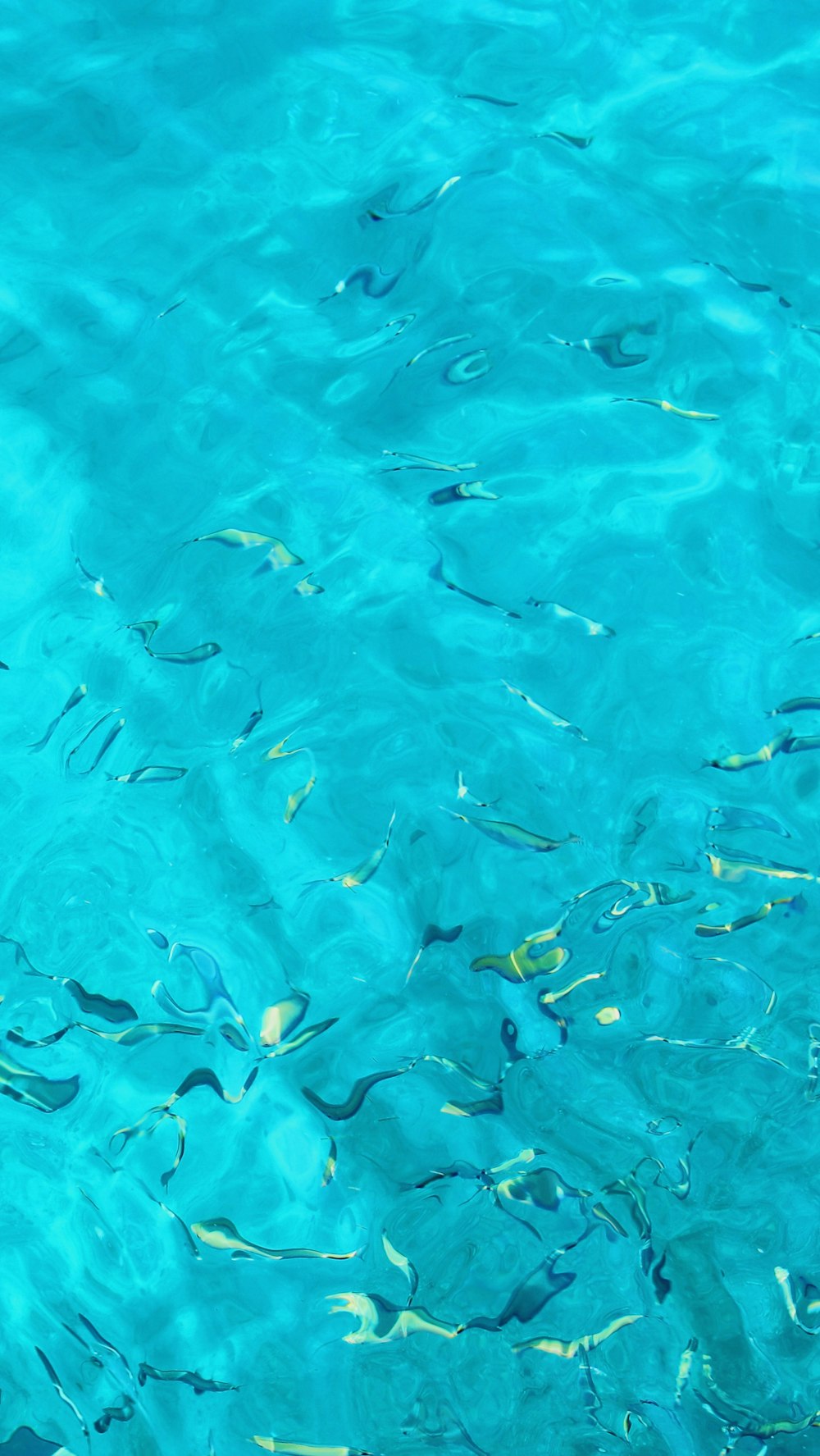 a group of fish swimming in a body of water