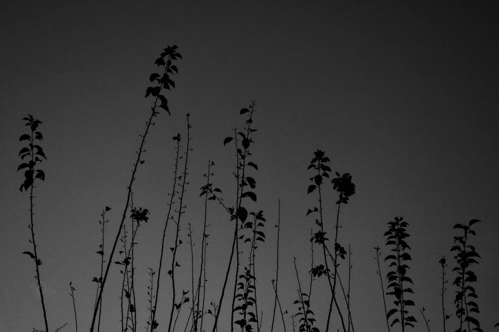 a black and white photo of a bunch of plants