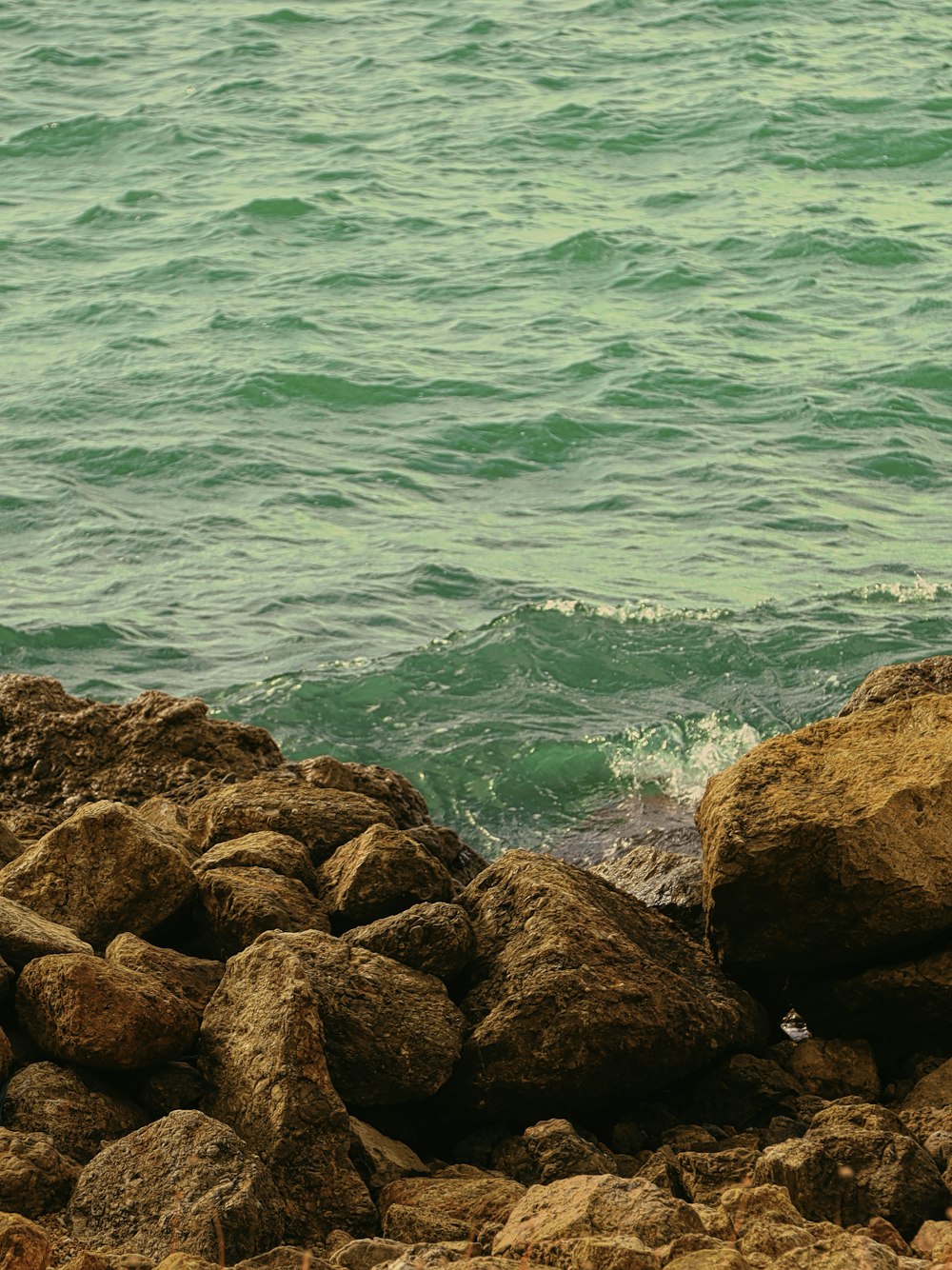 a bird sitting on a rock near the ocean