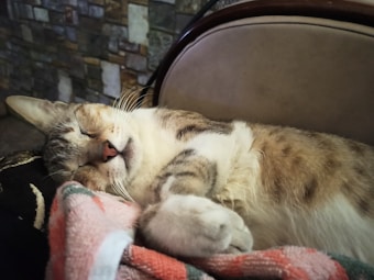 A relaxed cat is peacefully sleeping on its side, nestled against a colorful textured blanket. The background features a textured wall with a mosaic pattern of gray and earthy tones. The cat's fur is a mix of brown, white, and beige, and its calm expression conveys tranquility.