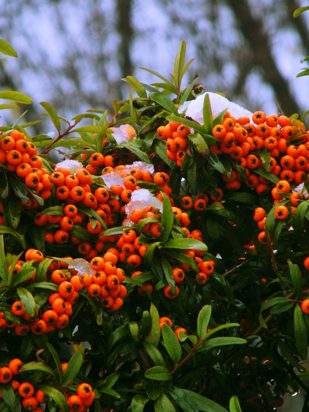 a bunch of orange berries growing on a tree