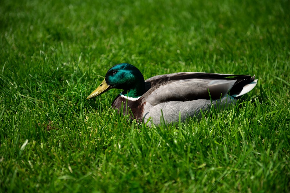 a duck that is sitting in the grass