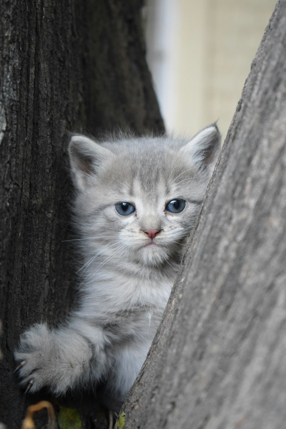 a small kitten is peeking out from behind a tree